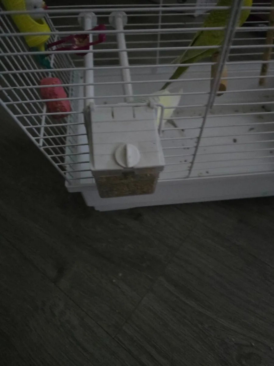 Pair of budgies and cage - Image 4