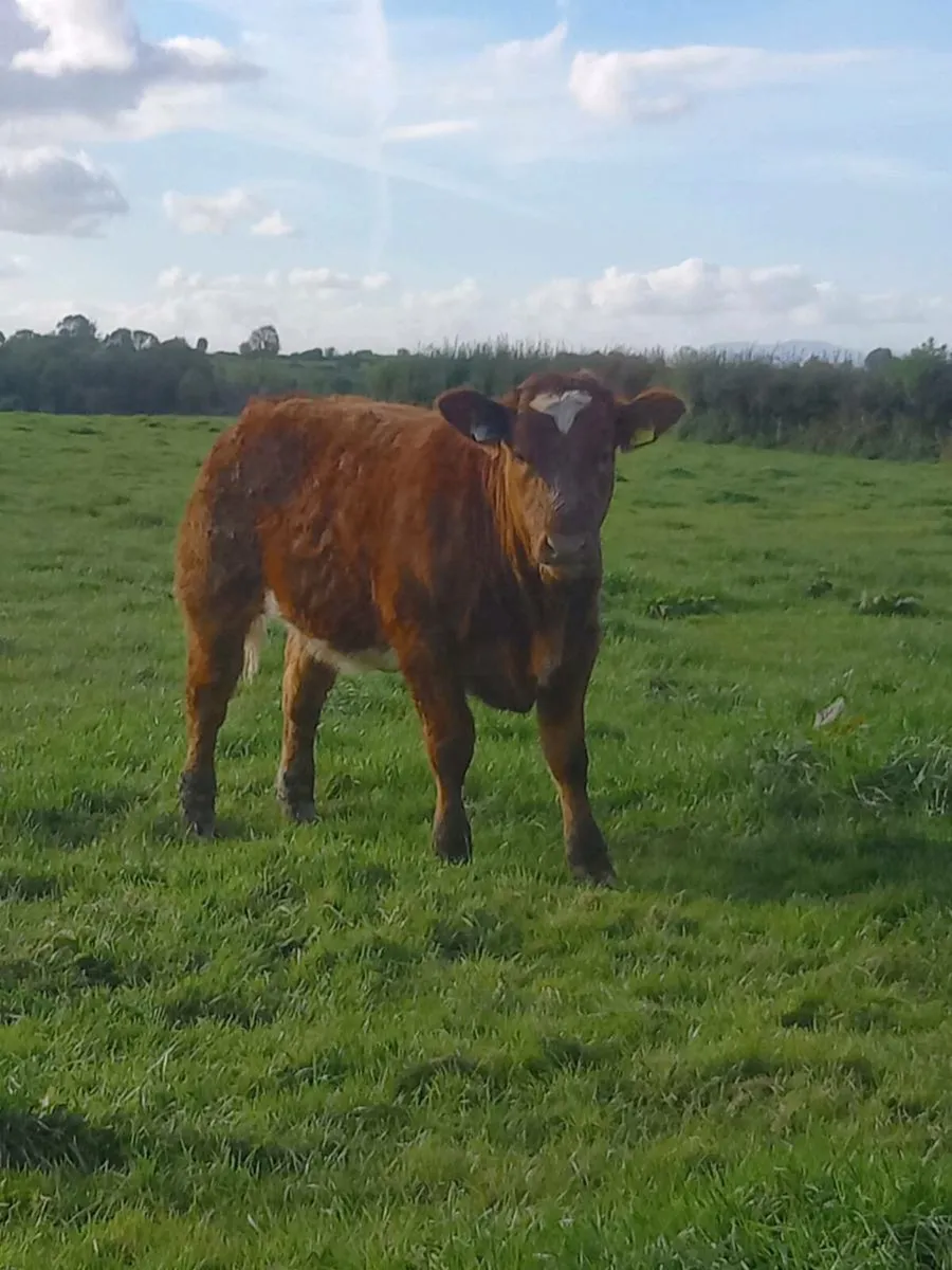 Heifers for Balla 23rd sept - Image 4