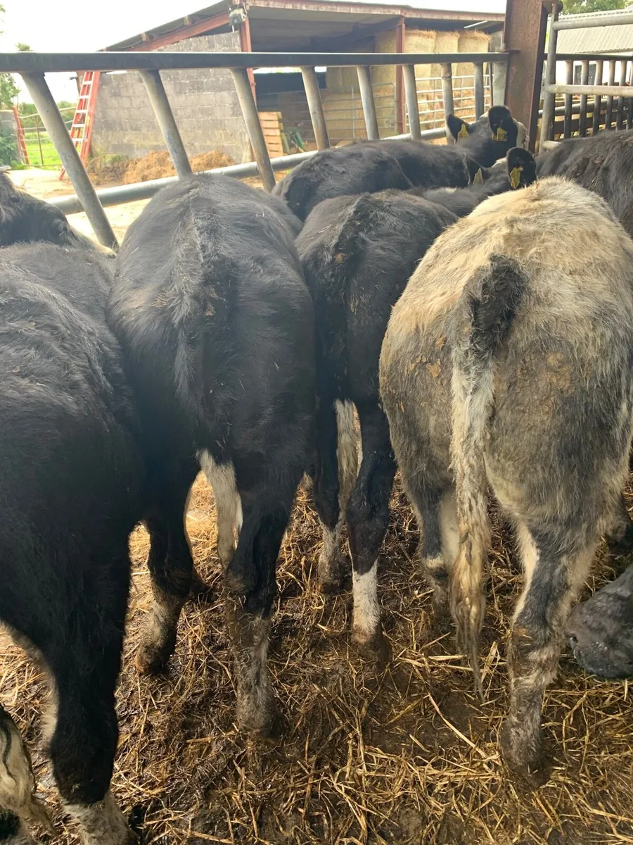 10 super Heifer  weanlings for sale - Image 3
