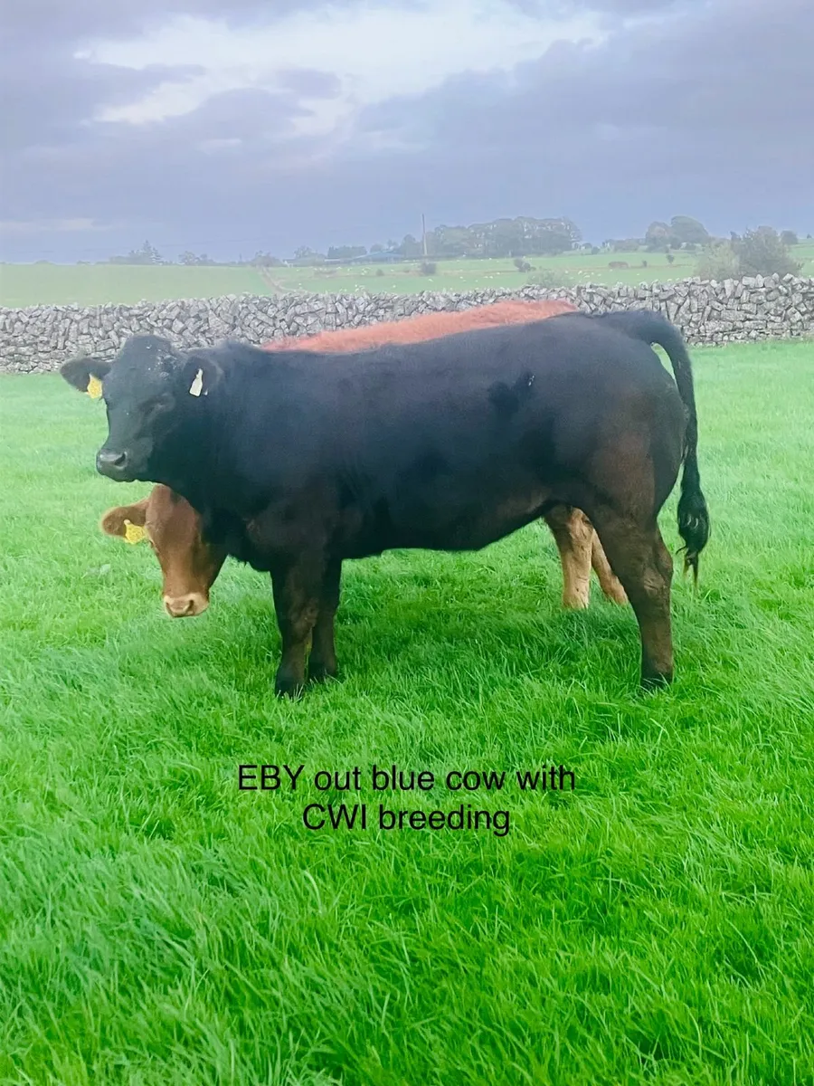 Heifers - Image 2