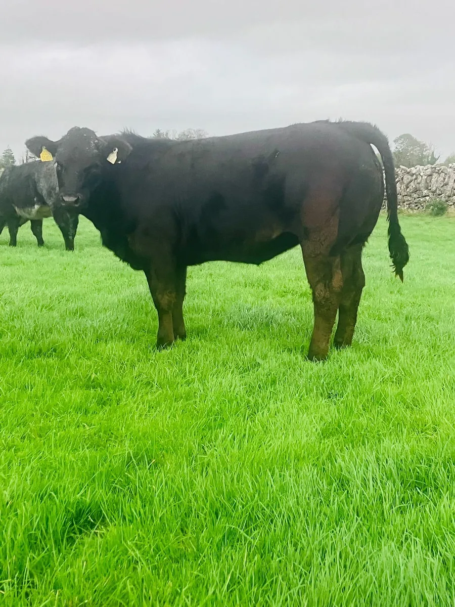 Heifers - Image 3