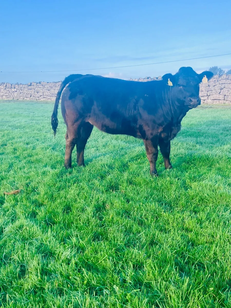 Heifers - Image 4