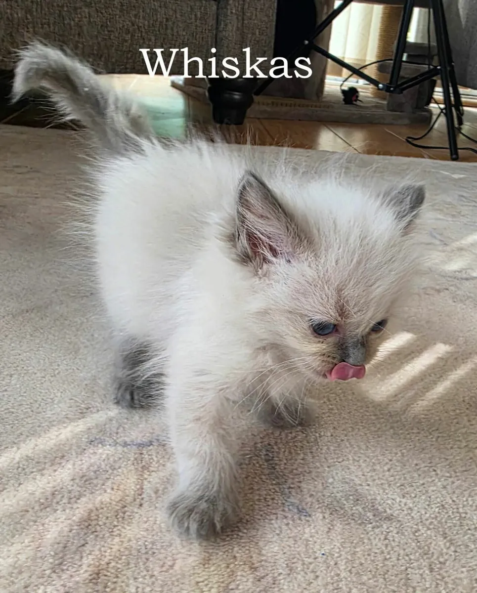 ragdoll kittens - Image 1
