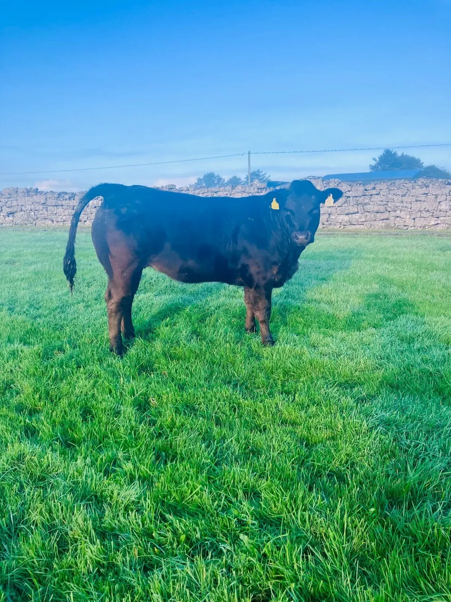 Weaning Heifers- Ballinrobe Mart 26th - Image 3