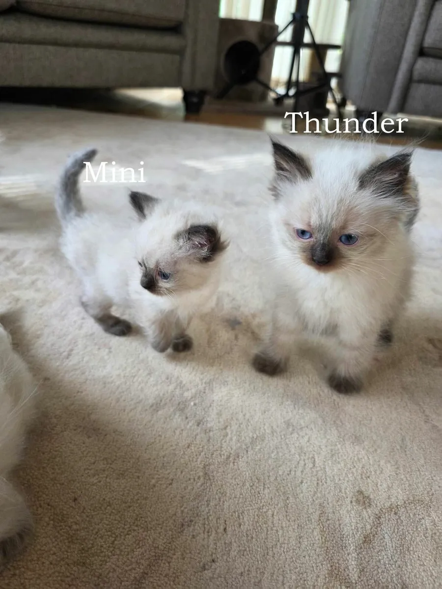 ragdoll kittens - Image 2