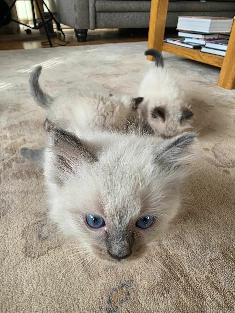ragdoll kittens - Image 3