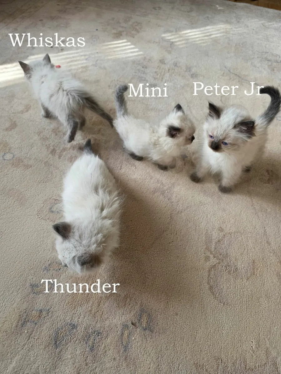 ragdoll kittens - Image 4