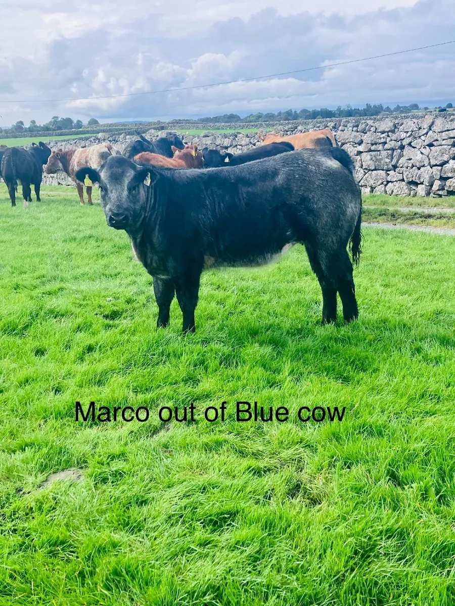 Weaning Heifers- Ballinrobe Mart 26th - Image 4