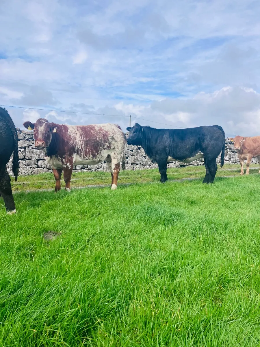 Heifers - Image 1
