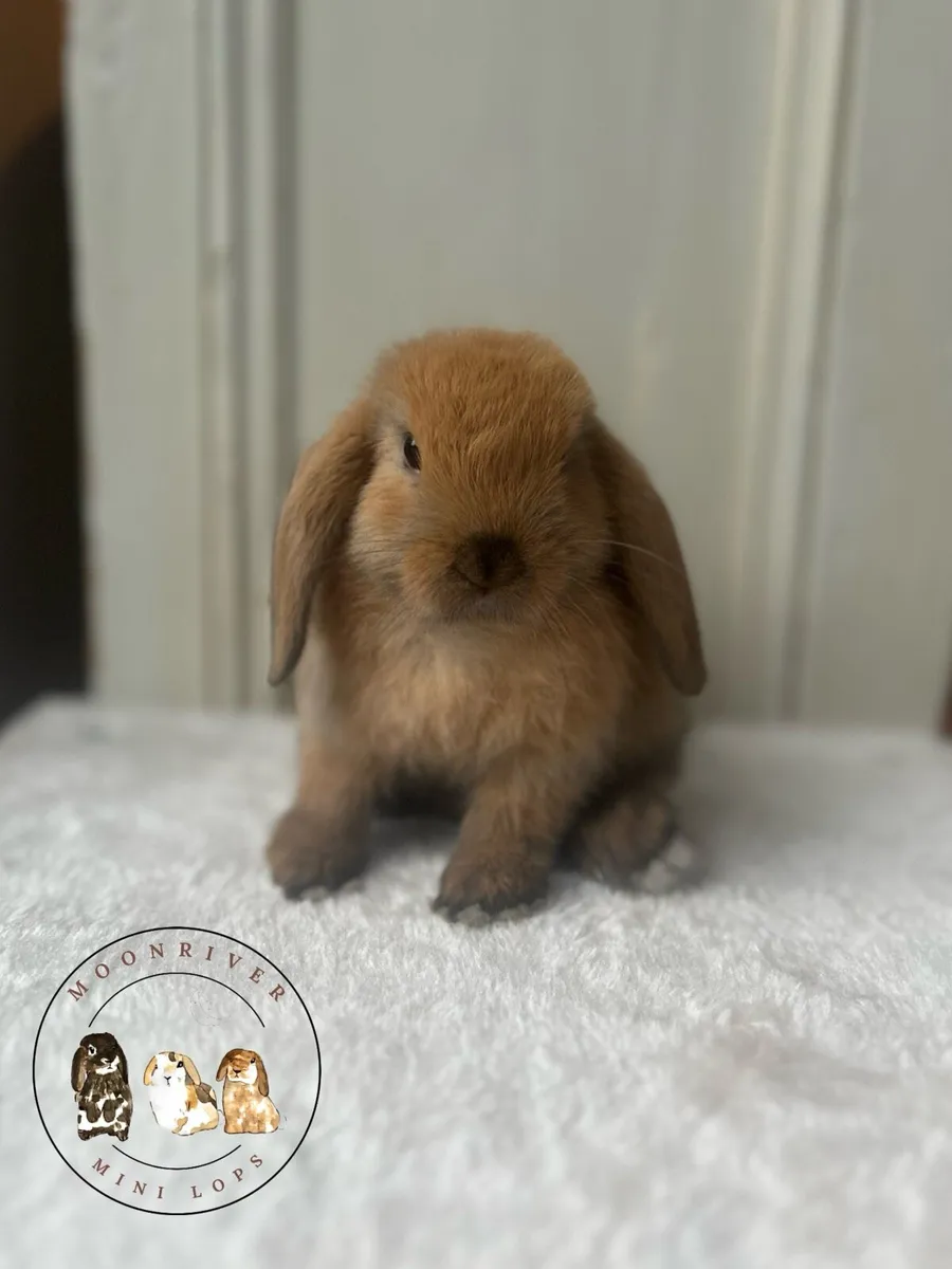 Mini Lops - MoonriverMiniLops - Image 1
