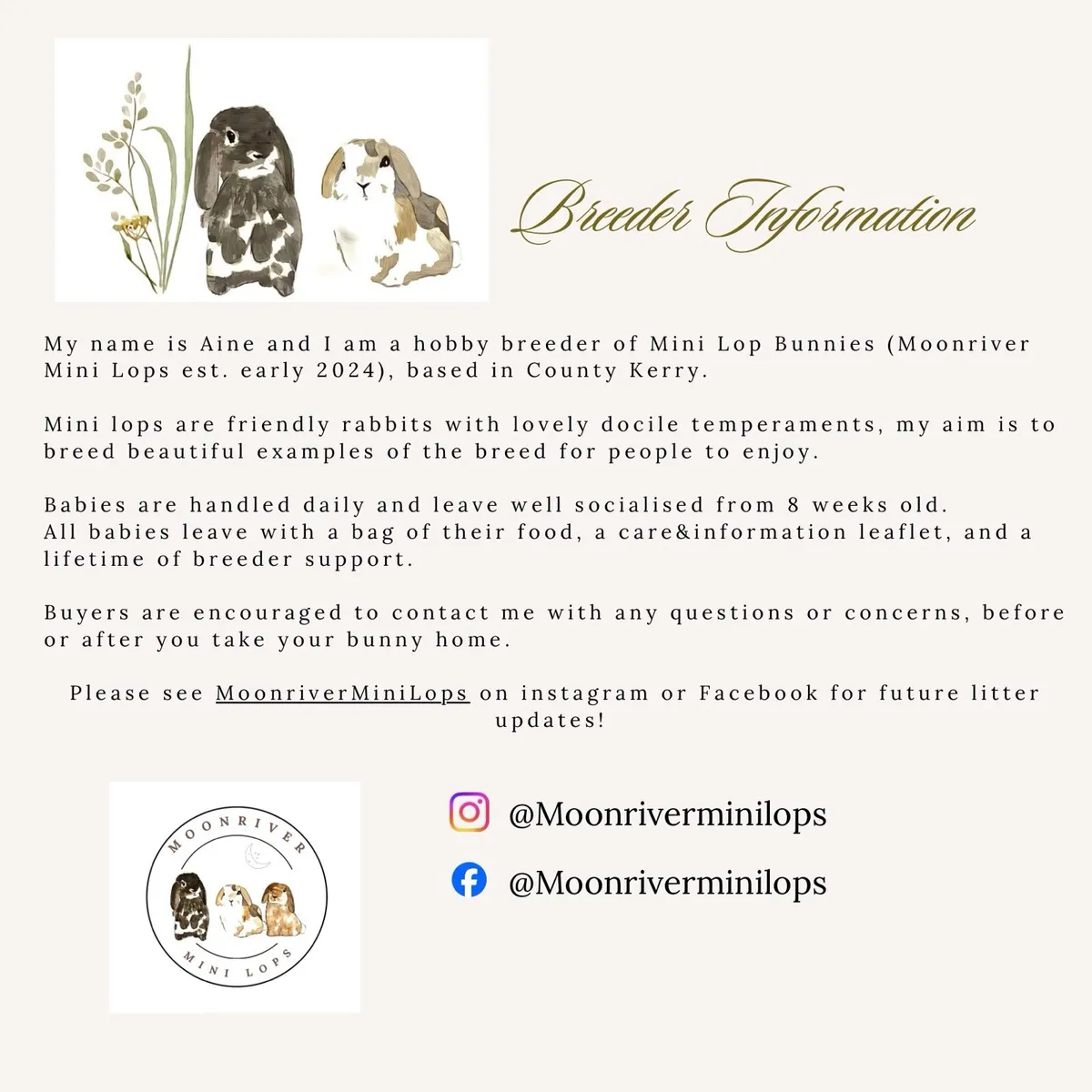 Mini Lops - MoonriverMiniLops - Image 2