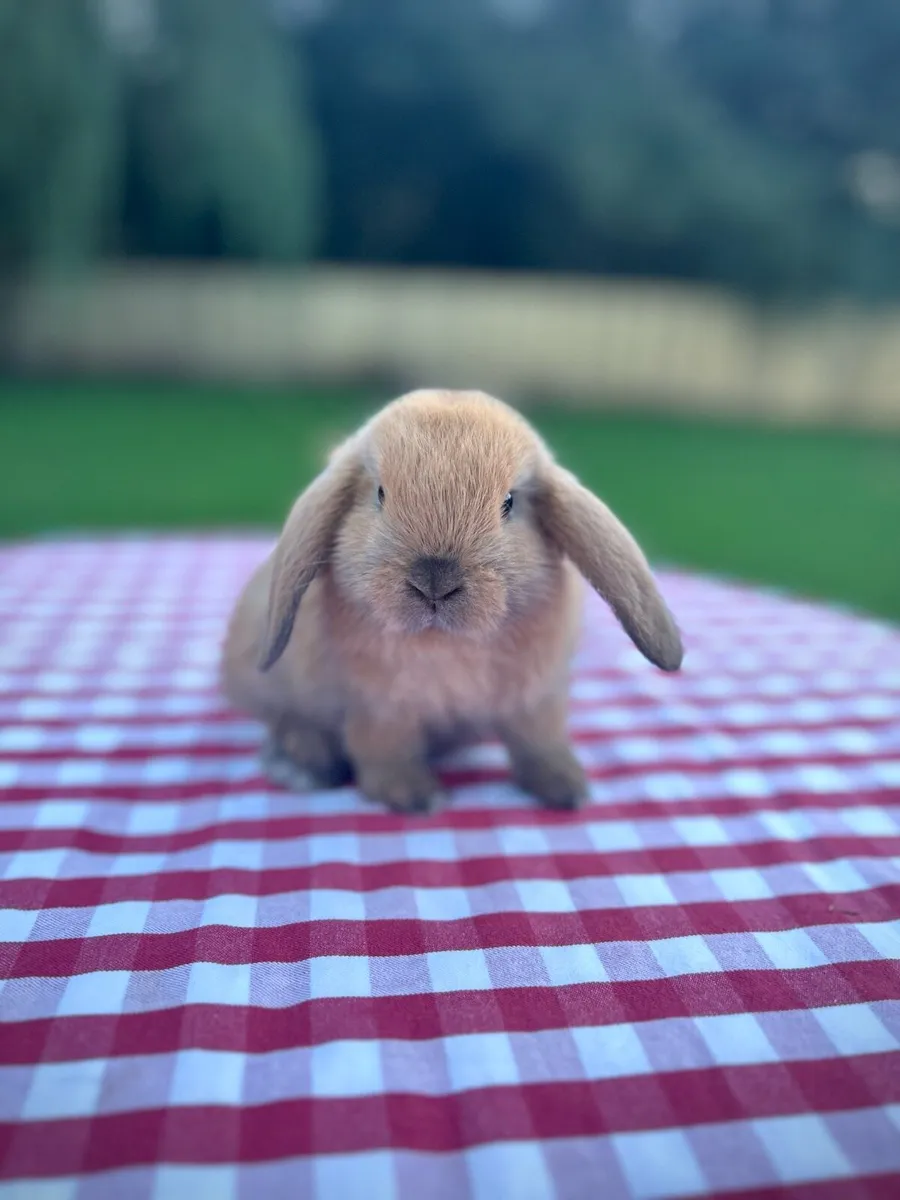 Mini Lops - MoonriverMiniLops - Image 4
