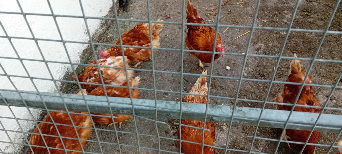 Hens - Image 2
