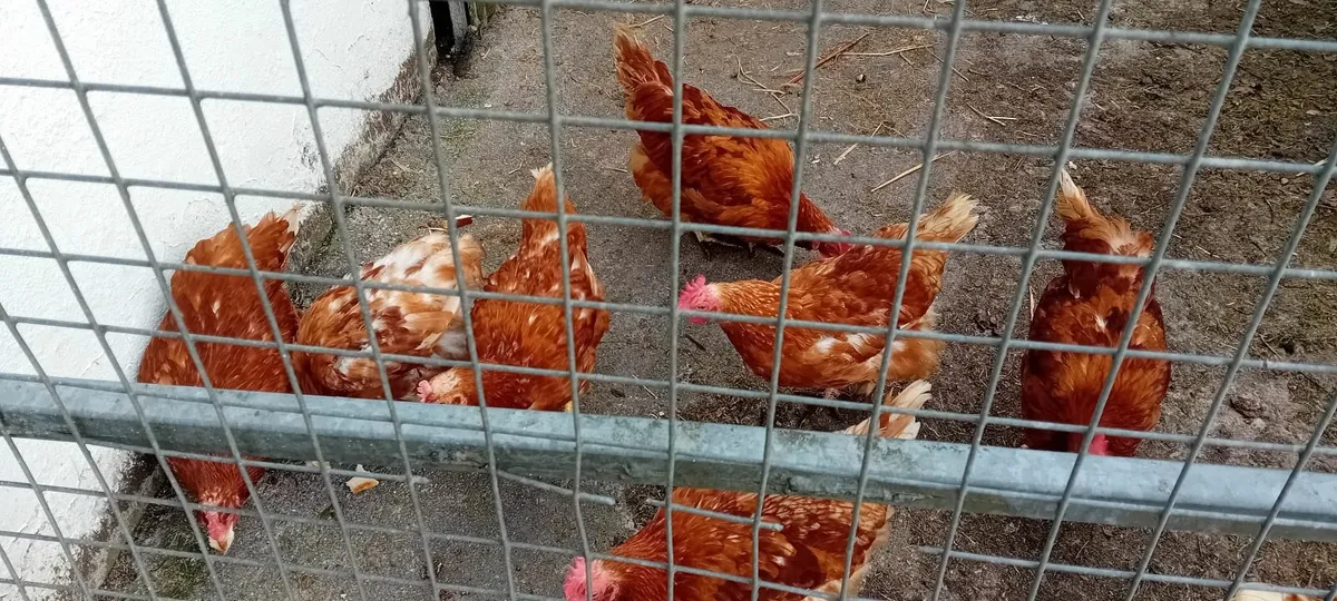 Hens - Image 1
