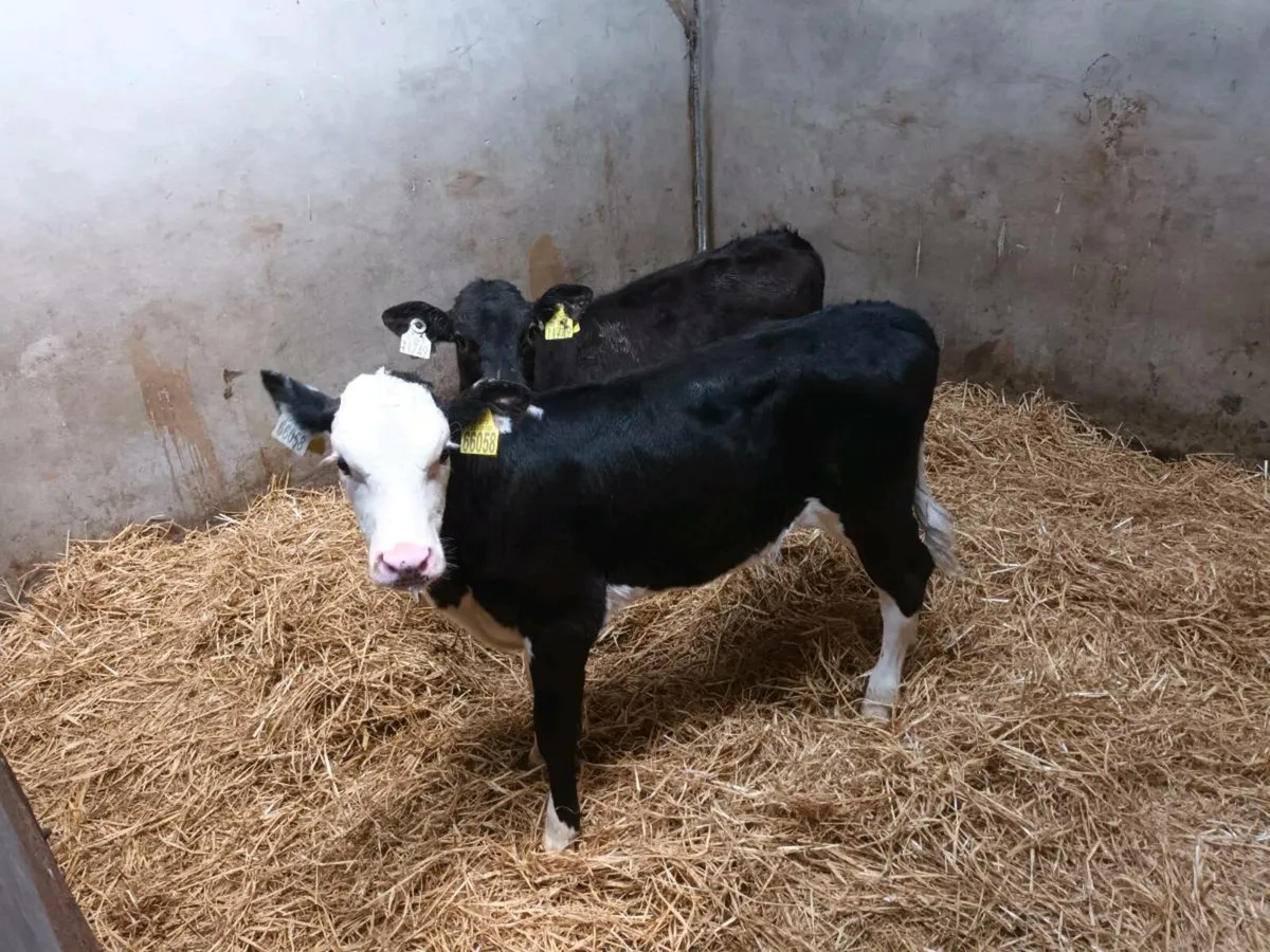 2 HEIFER CALVES FOR SALE - Image 2