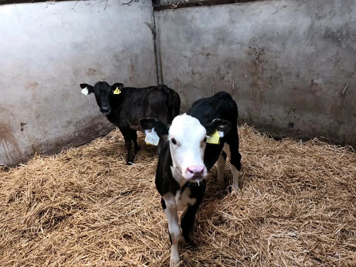 2 HEIFER CALVES FOR SALE - Image 3