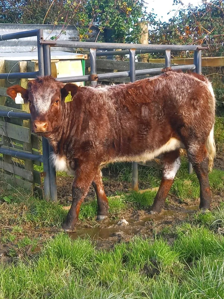 Heifers for Balla 23rd sept - Image 2