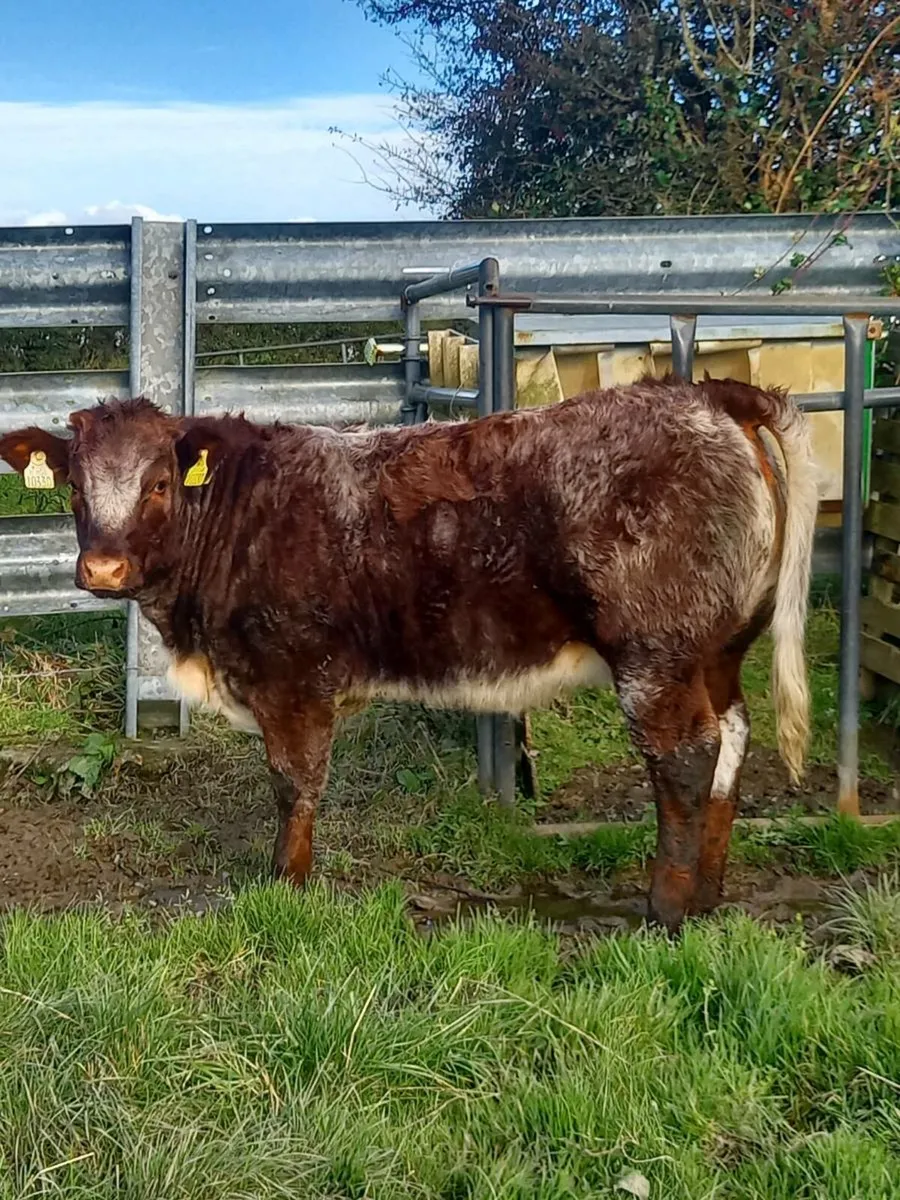 Heifers for Balla 23rd sept - Image 3