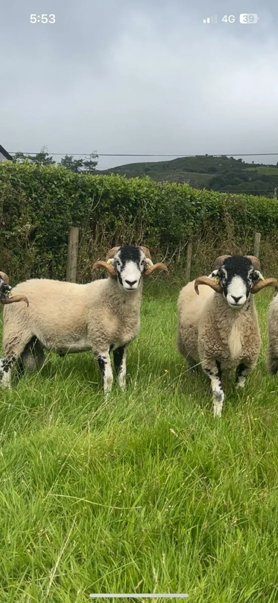Swaledale hogget rams - Image 2