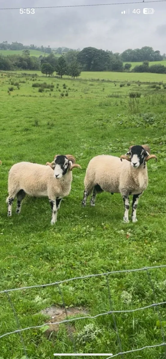 Swaledale hogget rams - Image 1