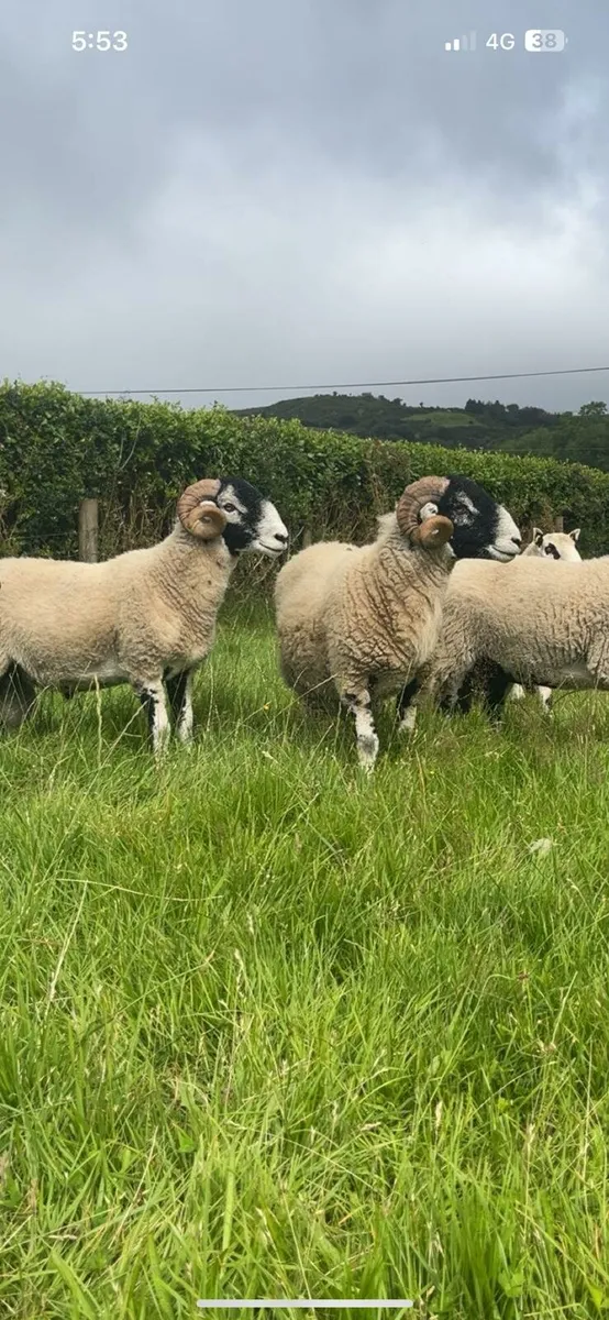 Swaledale hogget rams - Image 3