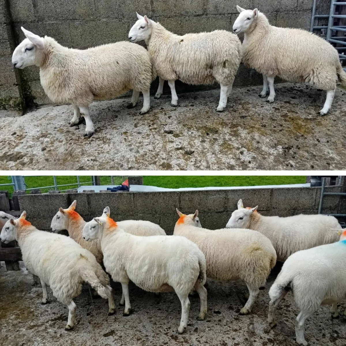 Cheviot ewe lambs and ewes for sale