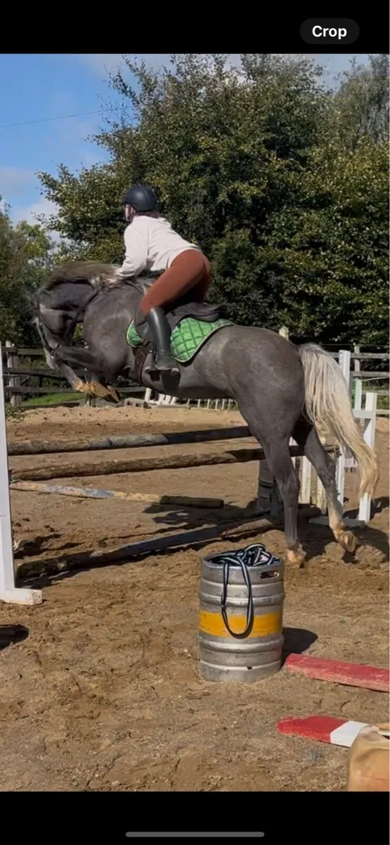 horses sport horses - Image 1