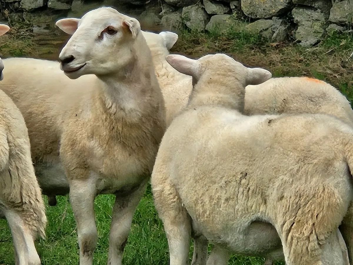 Easycare Ram Lambs - Image 4