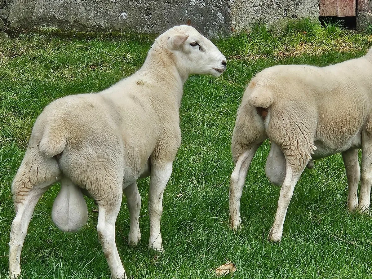 Easycare Ram Lambs - Image 1
