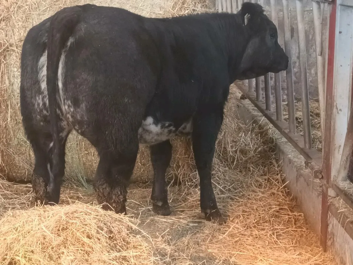1 Top quality U Grade LMX Heifer for sale - Image 1