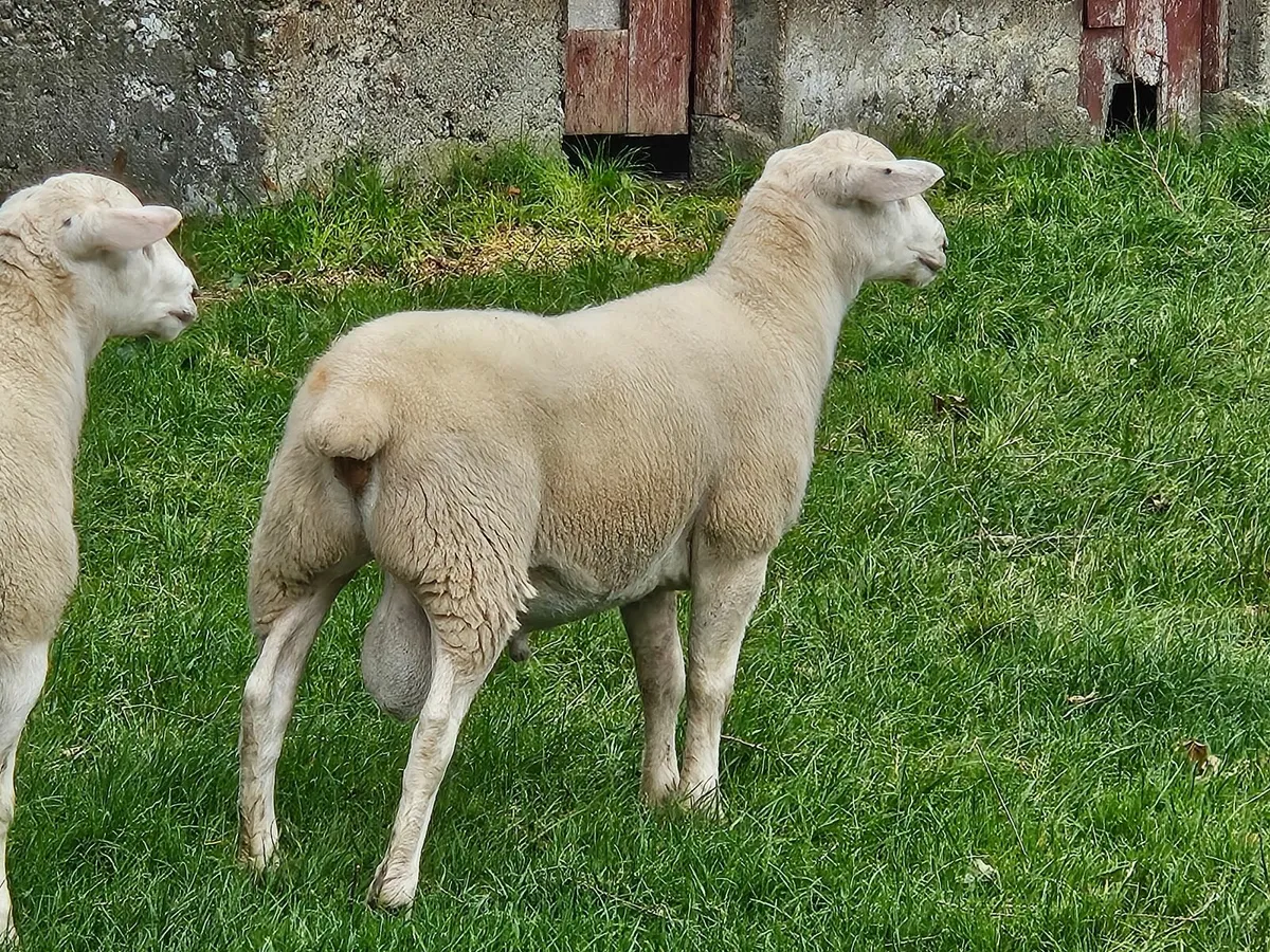 Easycare Ram Lambs - Image 2