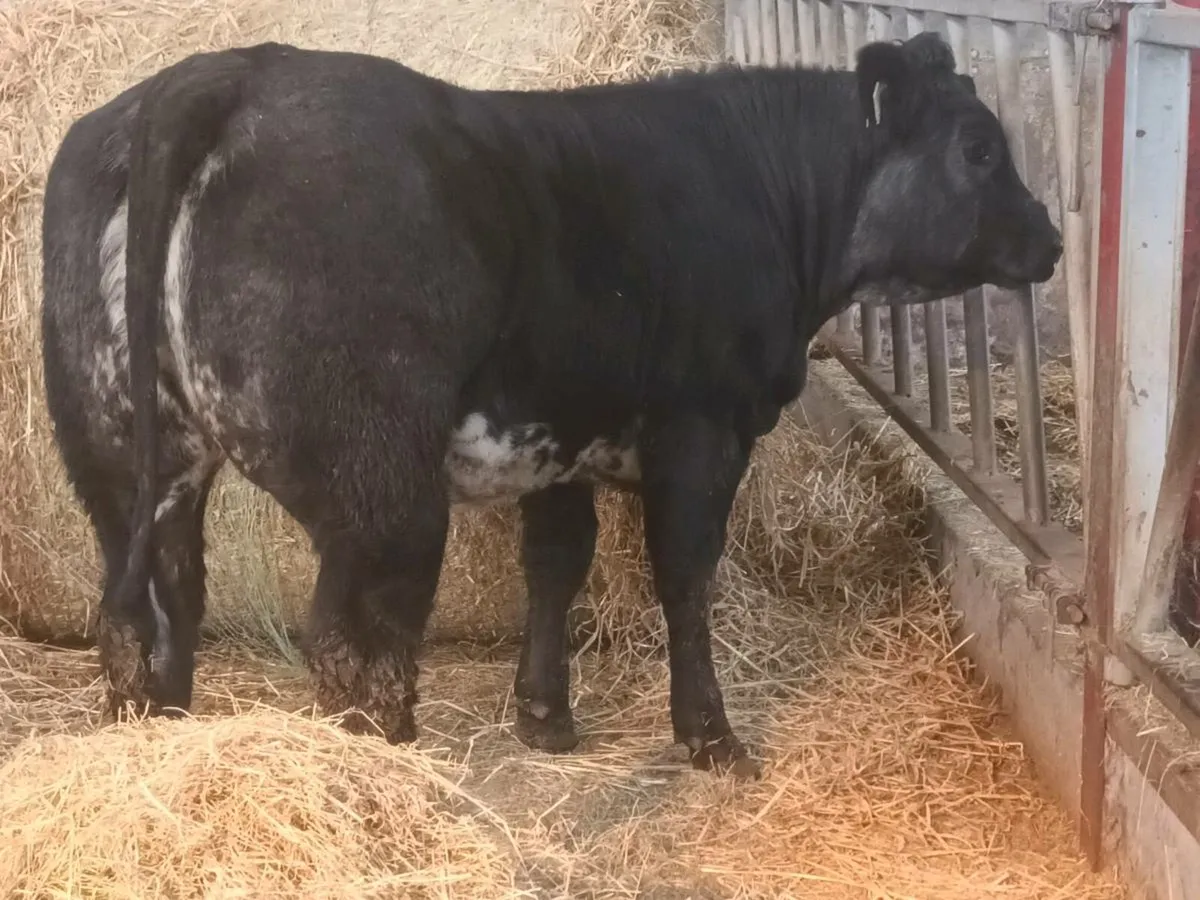 1 Top quality U Grade LMX Heifer for sale - Image 2
