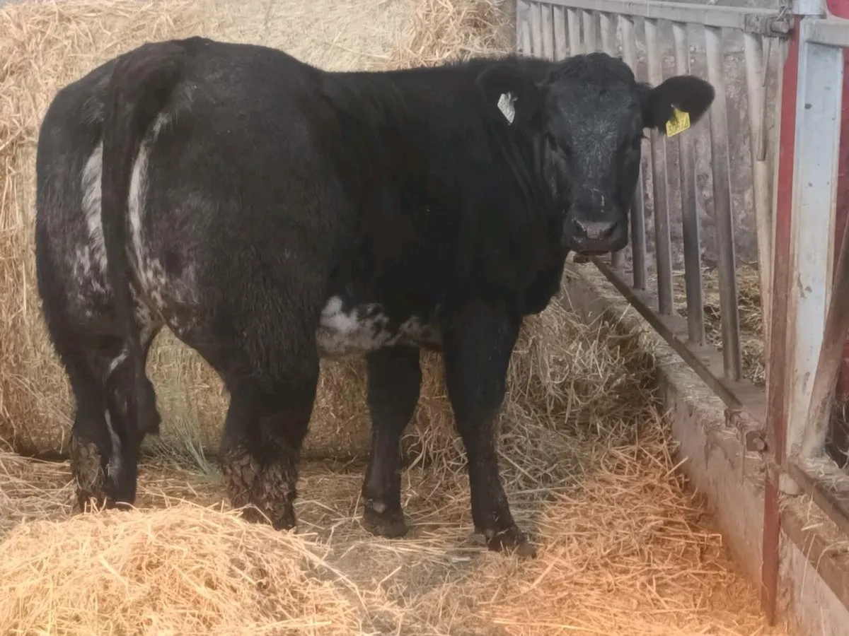 1 Top quality U Grade LMX Heifer for sale - Image 3