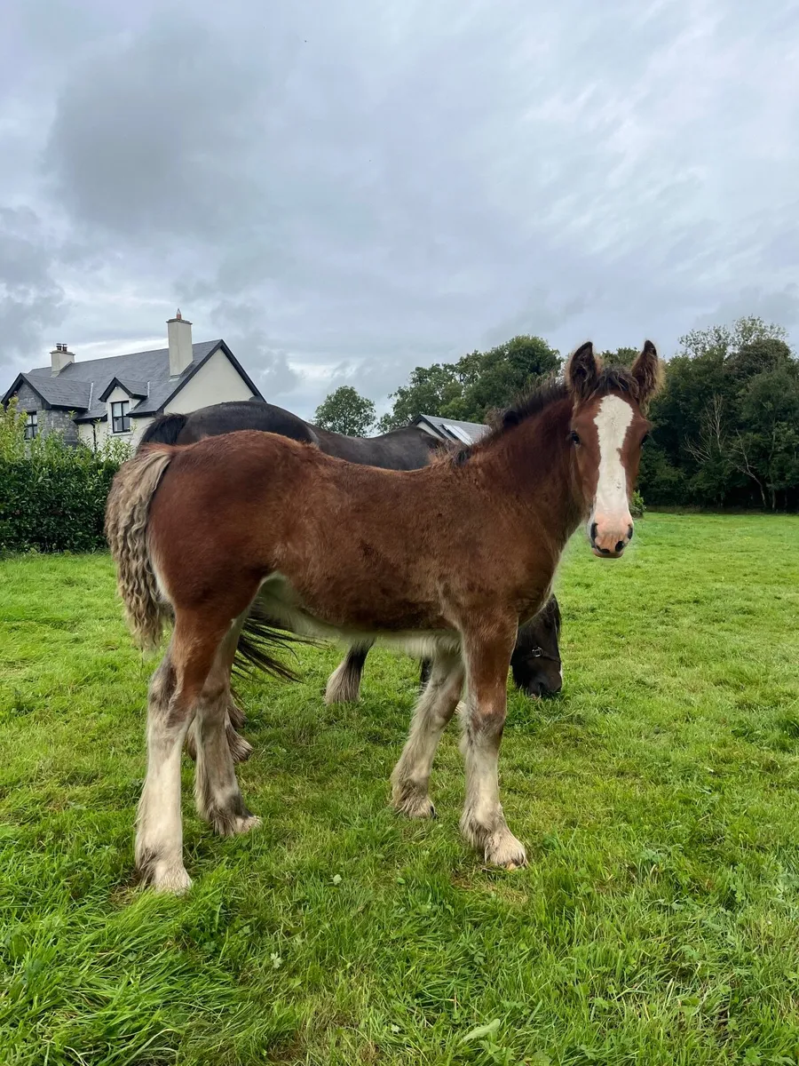 Smashing filly foal - Image 4