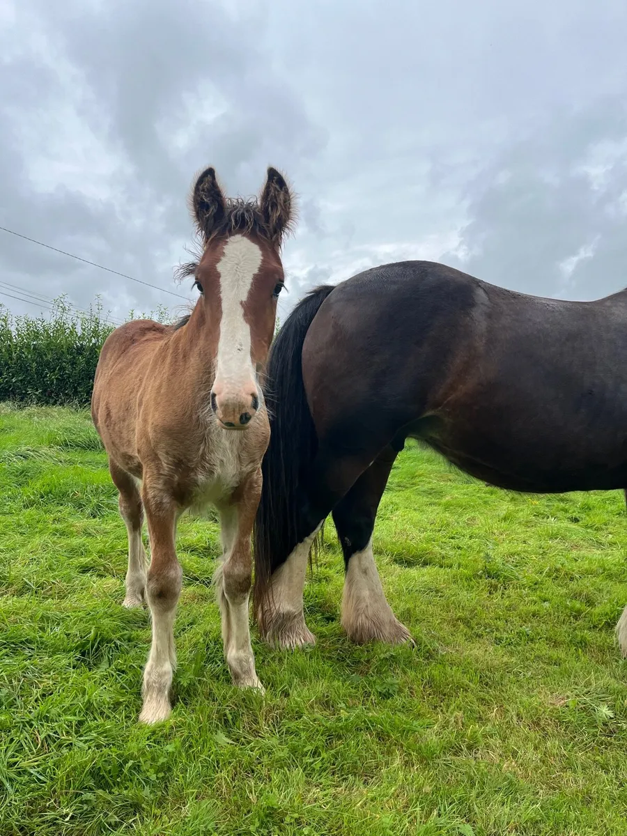 Smashing filly foal - Image 3