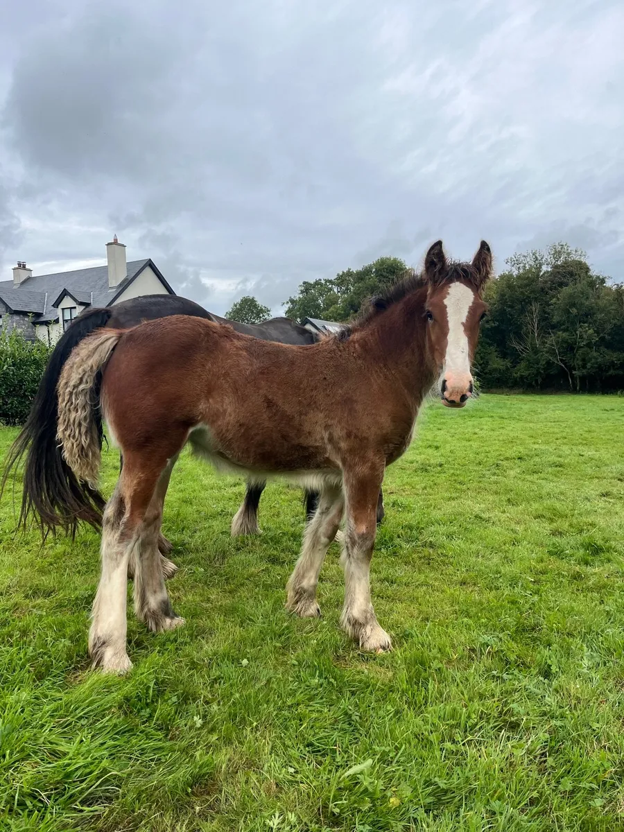 Smashing filly foal - Image 2