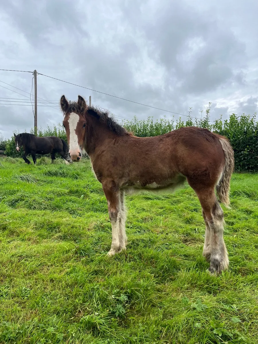 Smashing filly foal - Image 1