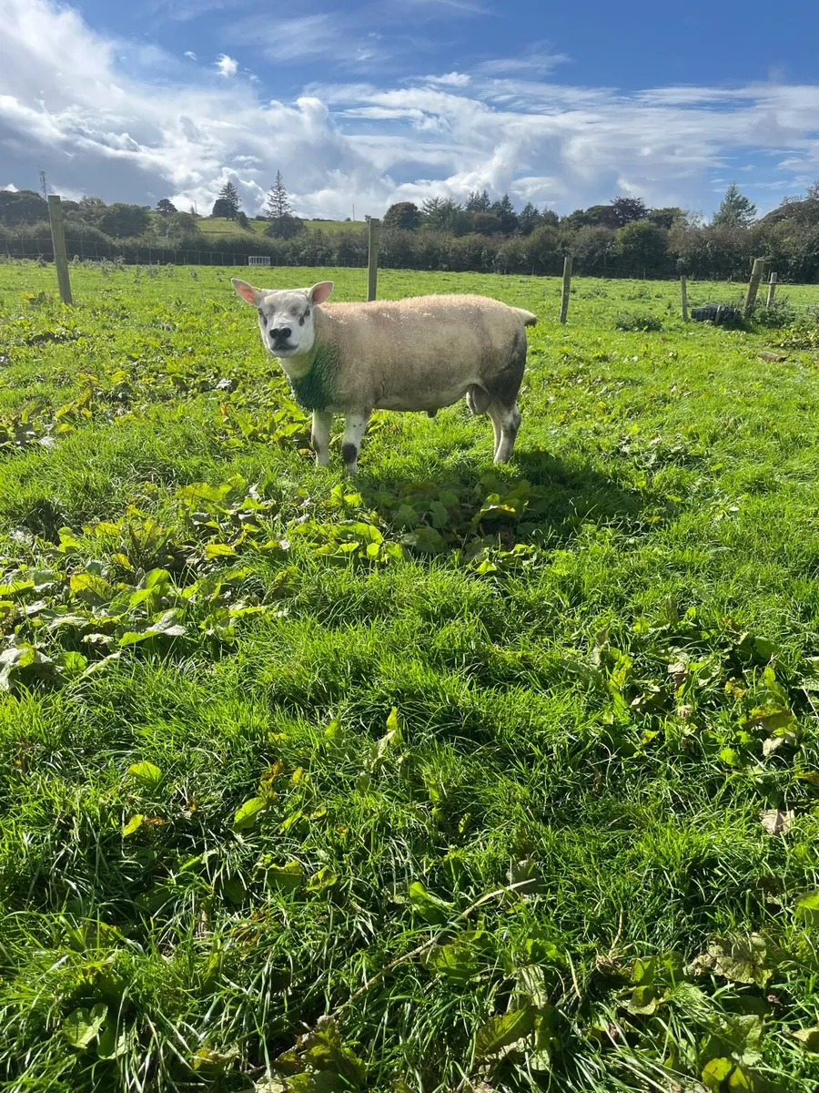 Texel rams - Image 1