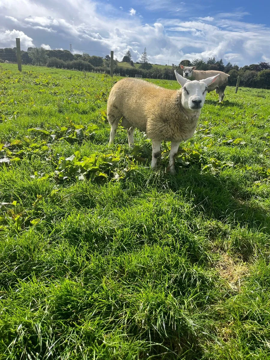 Texel rams - Image 2