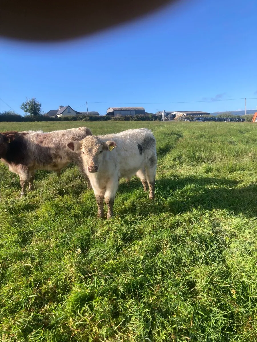 Shorthorn Bulls - Image 1