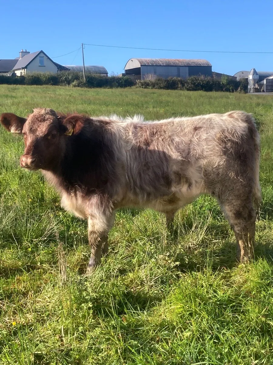 Shorthorn Bulls - Image 2