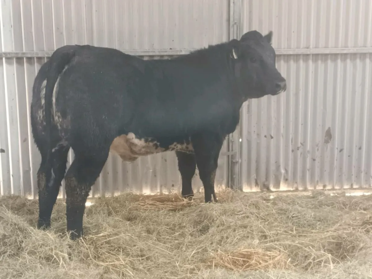 1 Top quality U Grade LMX Heifer for sale - Image 4