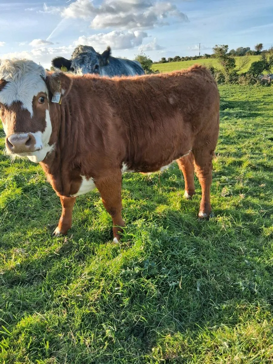Organic heifers - Image 1