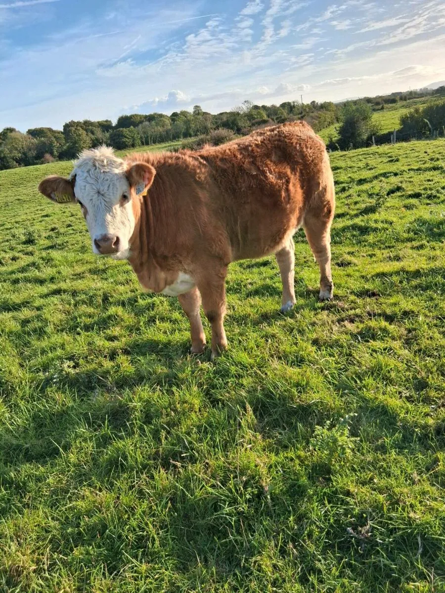 Organic heifers - Image 2