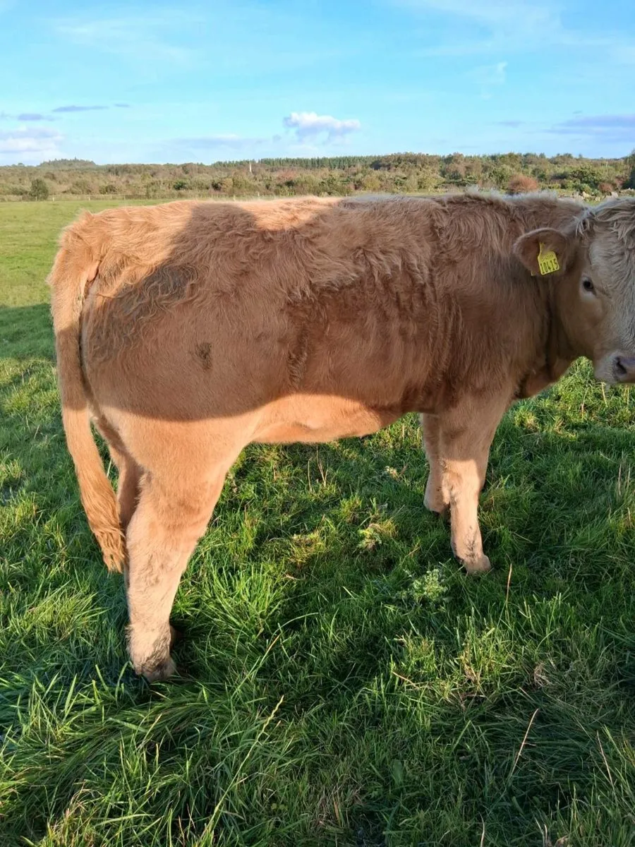 Organic heifers - Image 3