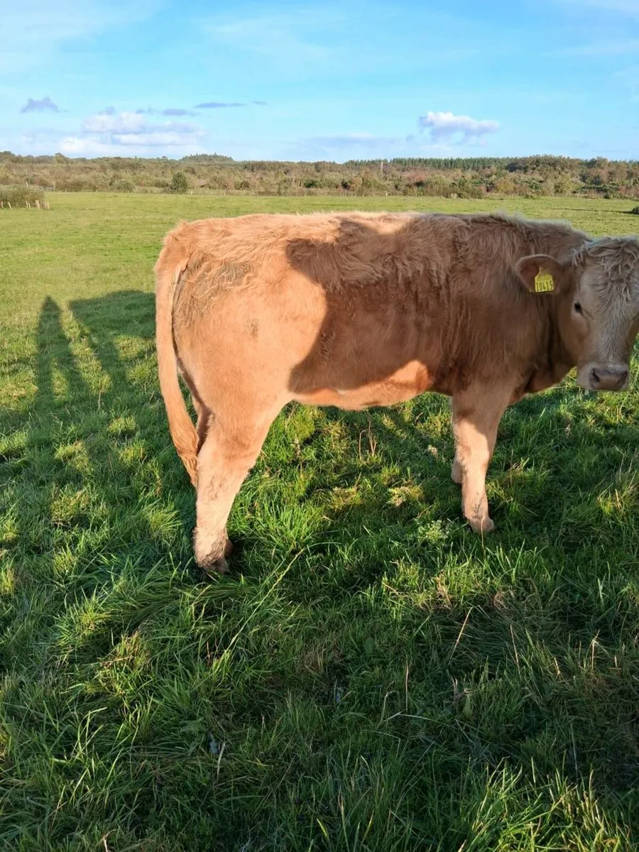 Organic heifers - Image 4