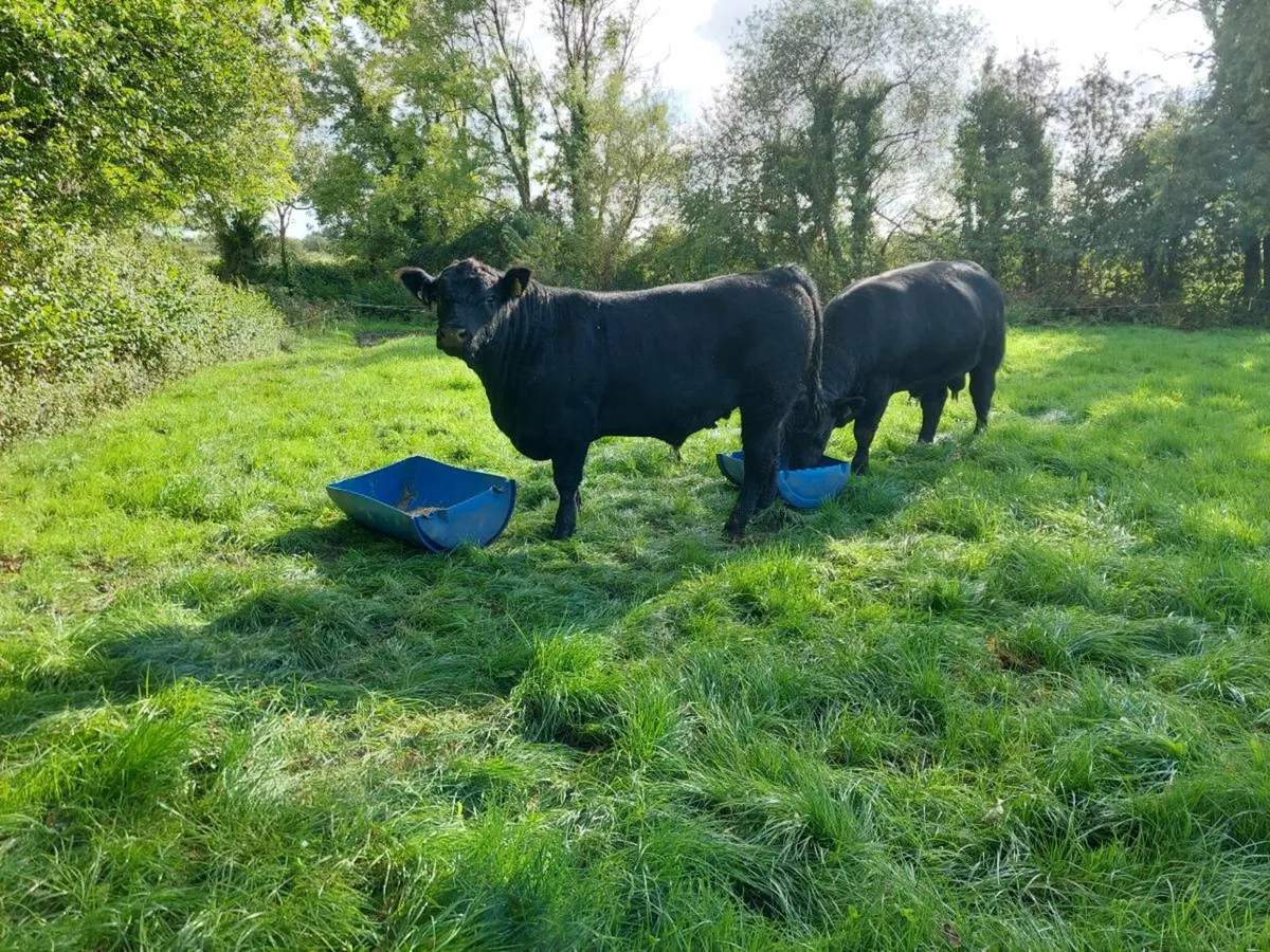 Pedigree Angus bull - Image 2