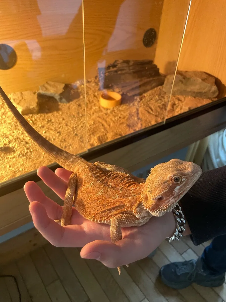 Bearded dragon - Image 1