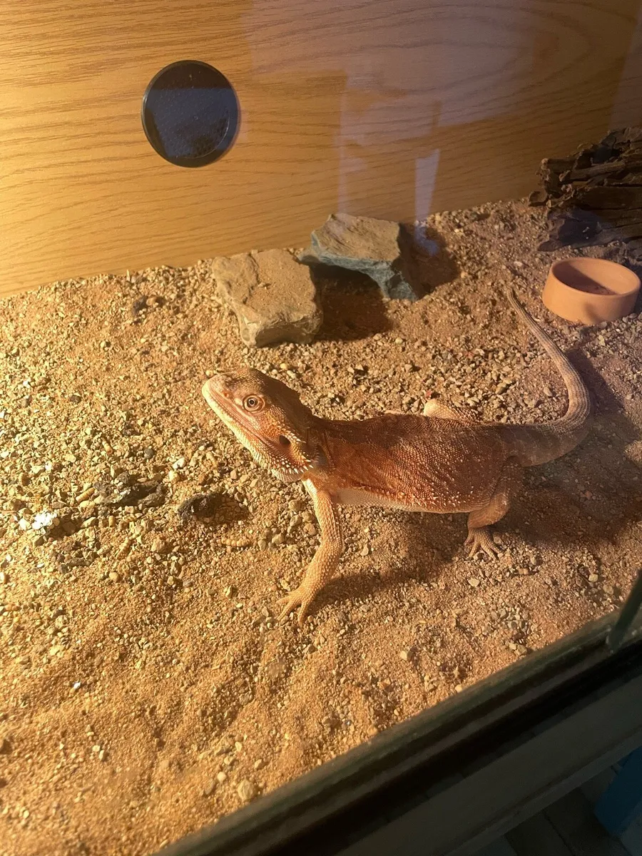 Bearded dragon - Image 2