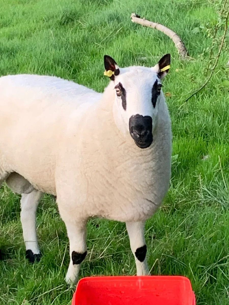 Pedigree and registered shearling Kerryhill ram. - Image 3